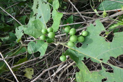Solanum torvum